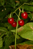Solanum dulcamara RCP7-06 352.jpg